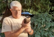 Grenzschutzbeamte von Odessa retteten Falken Grenzschutzbeamte von Odessa retteten Falken