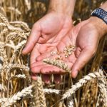 Polen droht mit Exportverbot für ukrainisches Getreide Polen droht mit Exportverbot für ukrainisches Getreide