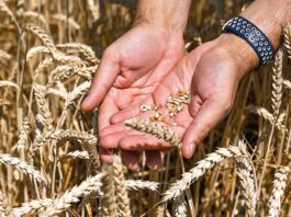 Polen droht mit Exportverbot für ukrainisches Getreide Polen droht mit Exportverbot für ukrainisches Getreide