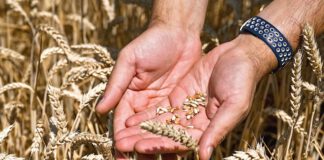 Polen droht mit Exportverbot für ukrainisches Getreide Polen droht mit Exportverbot für ukrainisches Getreide