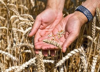 Polen droht mit Exportverbot für ukrainisches Getreide