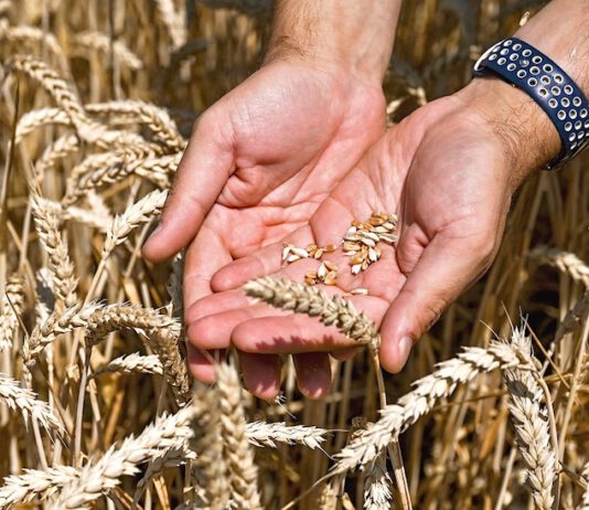 Polen droht mit Exportverbot für ukrainisches Getreide Polen droht mit Exportverbot für ukrainisches Getreide