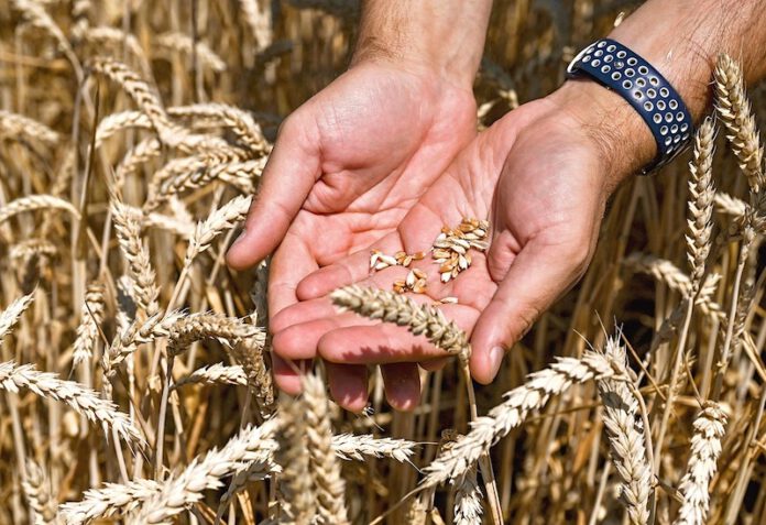 Polen droht mit Exportverbot für ukrainisches Getreide